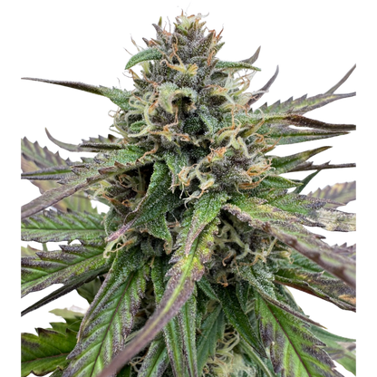 Banana Jealousy x Guava Auto 3+1 - 420Strainz