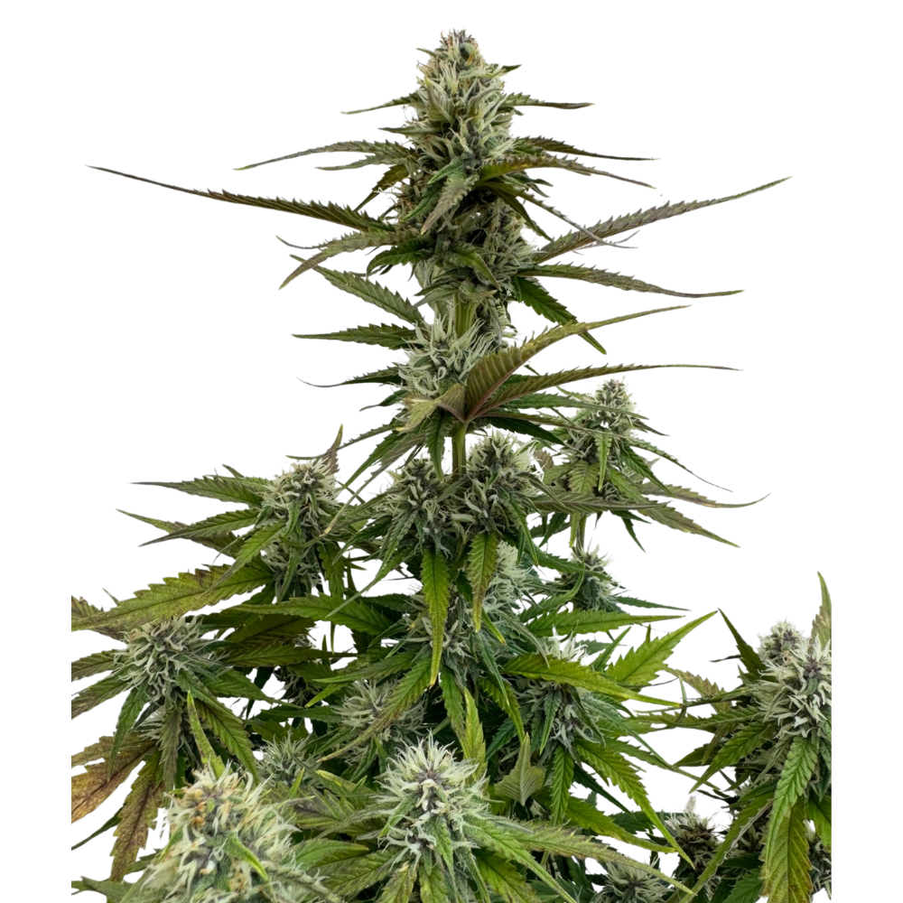 Banana Jealousy x Guava Auto 3+1 - 420Strainz