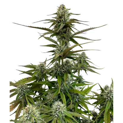 Banana Jealousy x Guava Auto 3+1 - 420Strainz