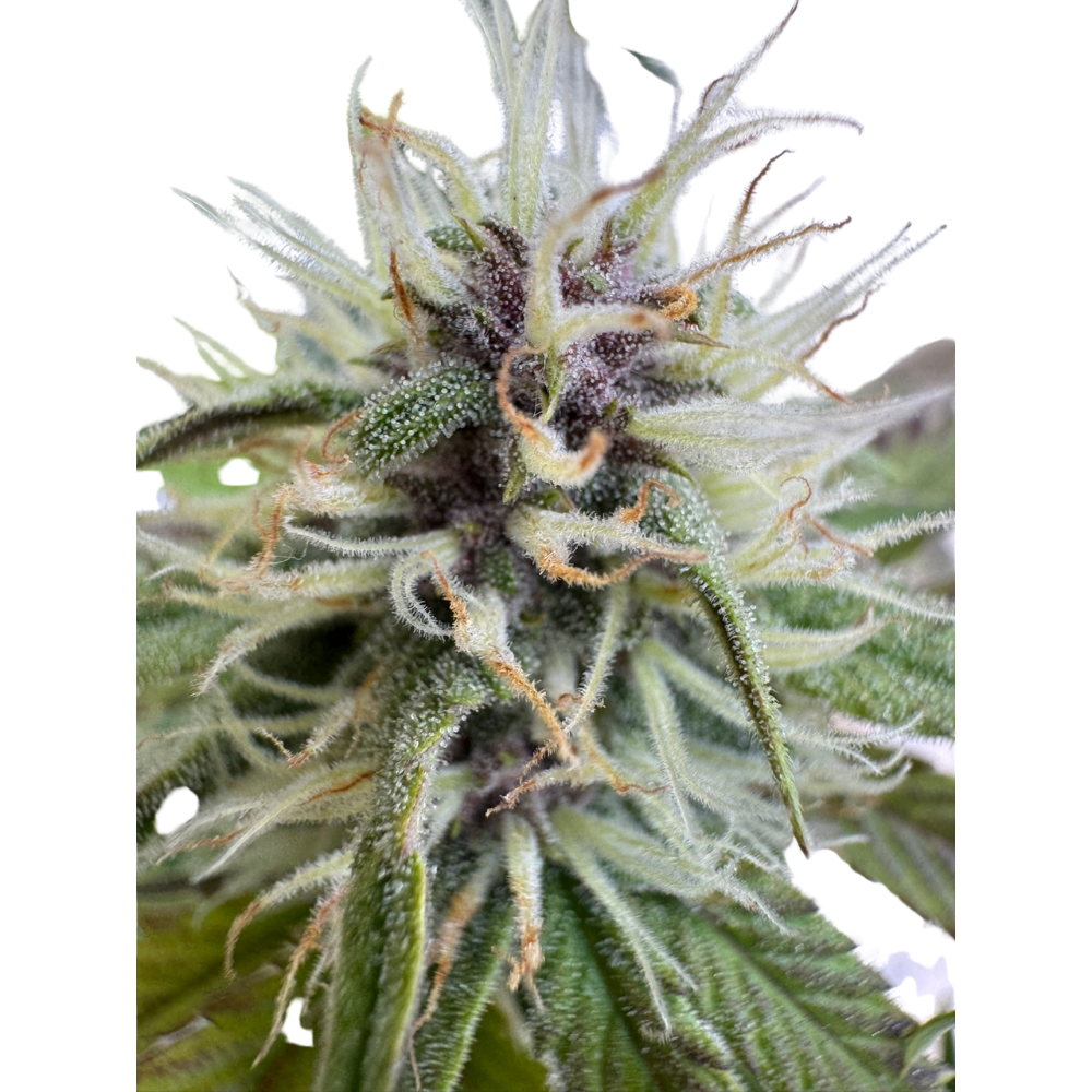 Banana Jealousy x Guava Auto 3+1 - 420Strainz
