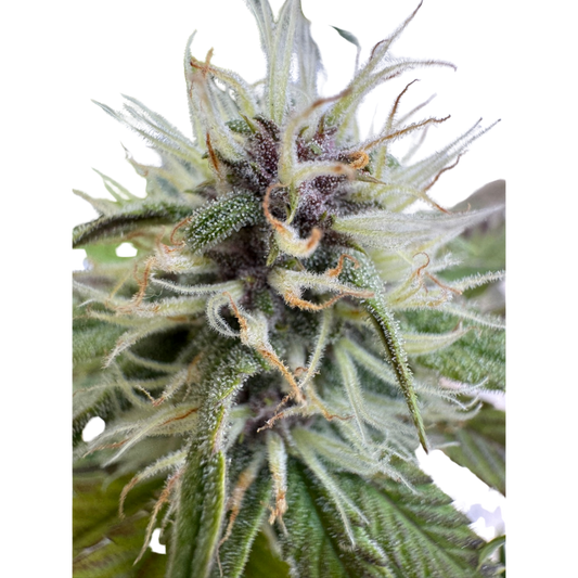 Banana Jealousy x Guava Auto