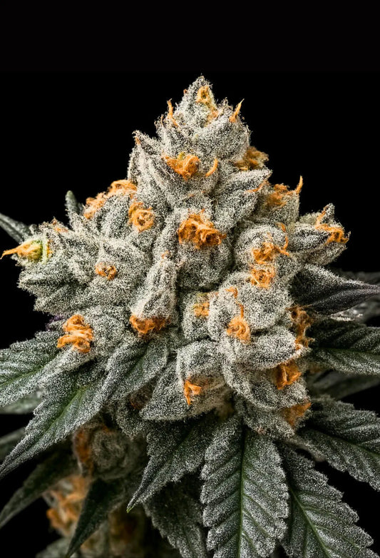 Banana Macaron (Symbiotic Genetics)