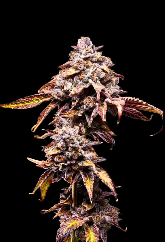Bananaconda #4 (Honey Stickst)