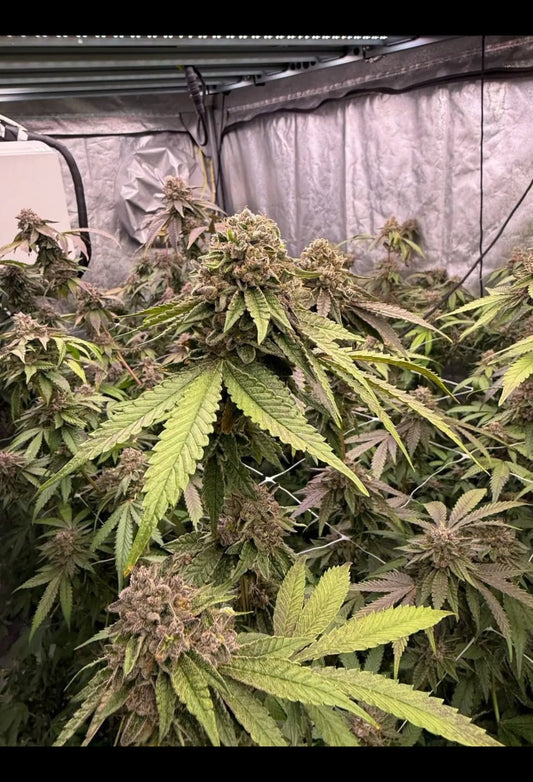 Biscotti Gelato™