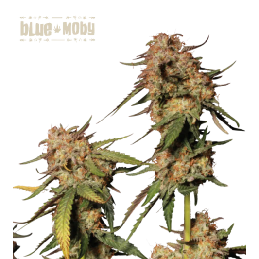 Blue Moby Hanfsamen - 420Strainz