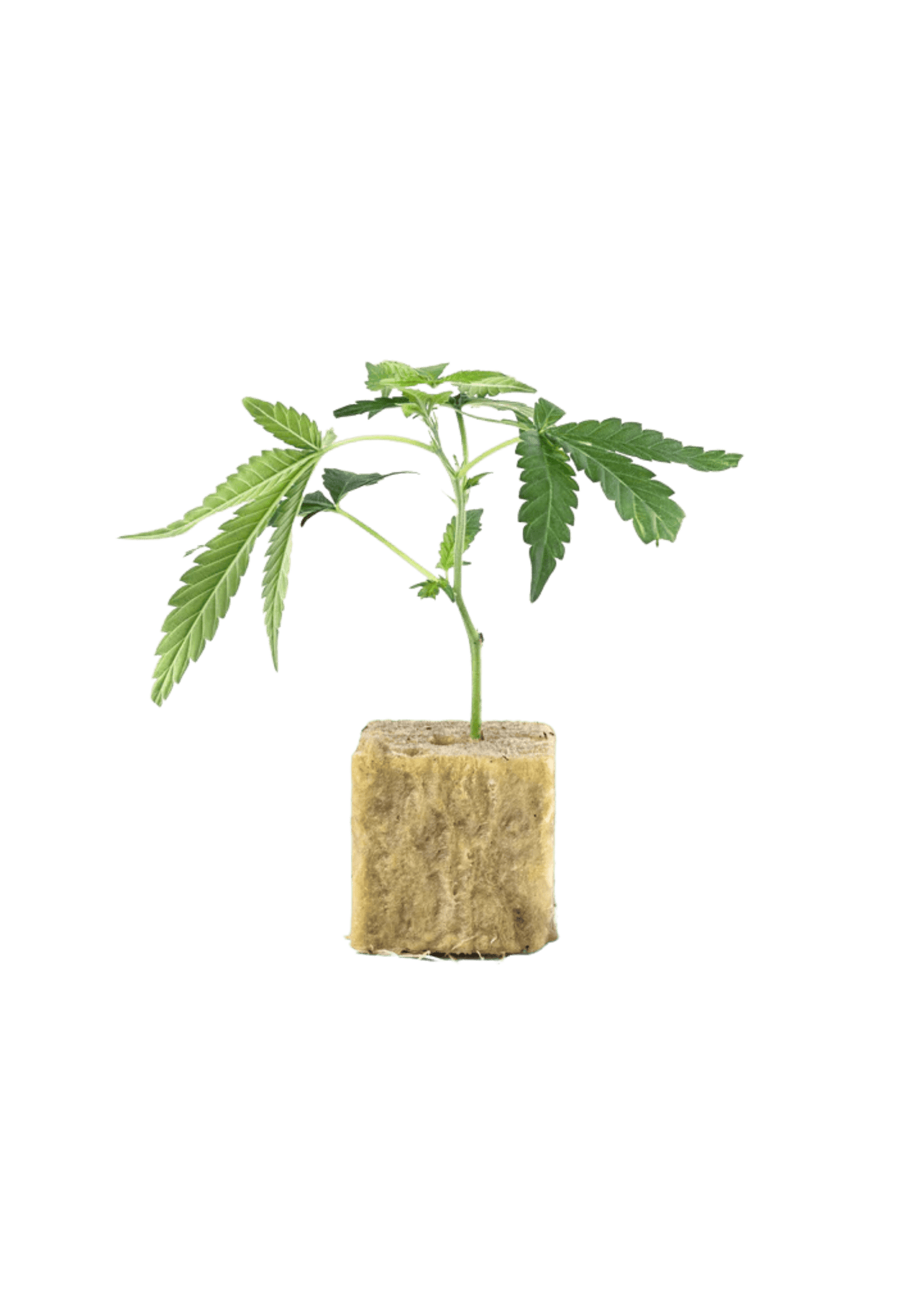 Brrr Berry OG x Purple Punch - 420Strainz