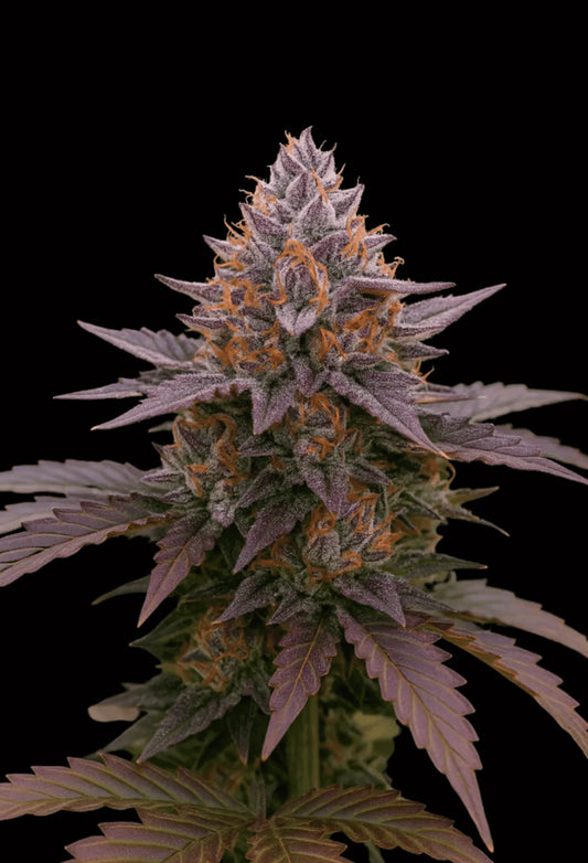 Brrr_Berry_OG_x_Purple_Punch als Beispiel für die Entwicklung aus einem Steckling