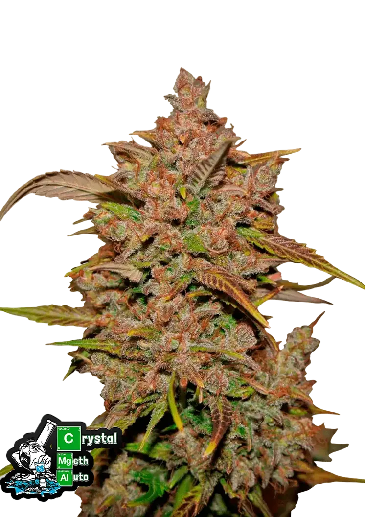 Crystal Meth Auto - 420Strainz