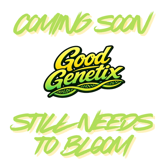 Sundae Thumper x Guava Auto