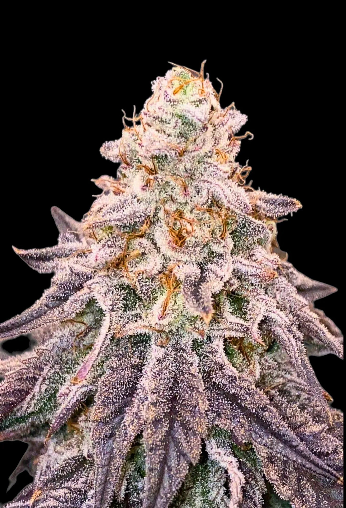 Dantes Inferno #8 (Mile High Dave Cut)