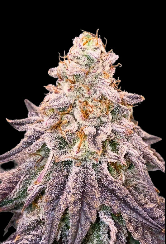 Dantes Inferno #8 (Mile High Dave Cut)