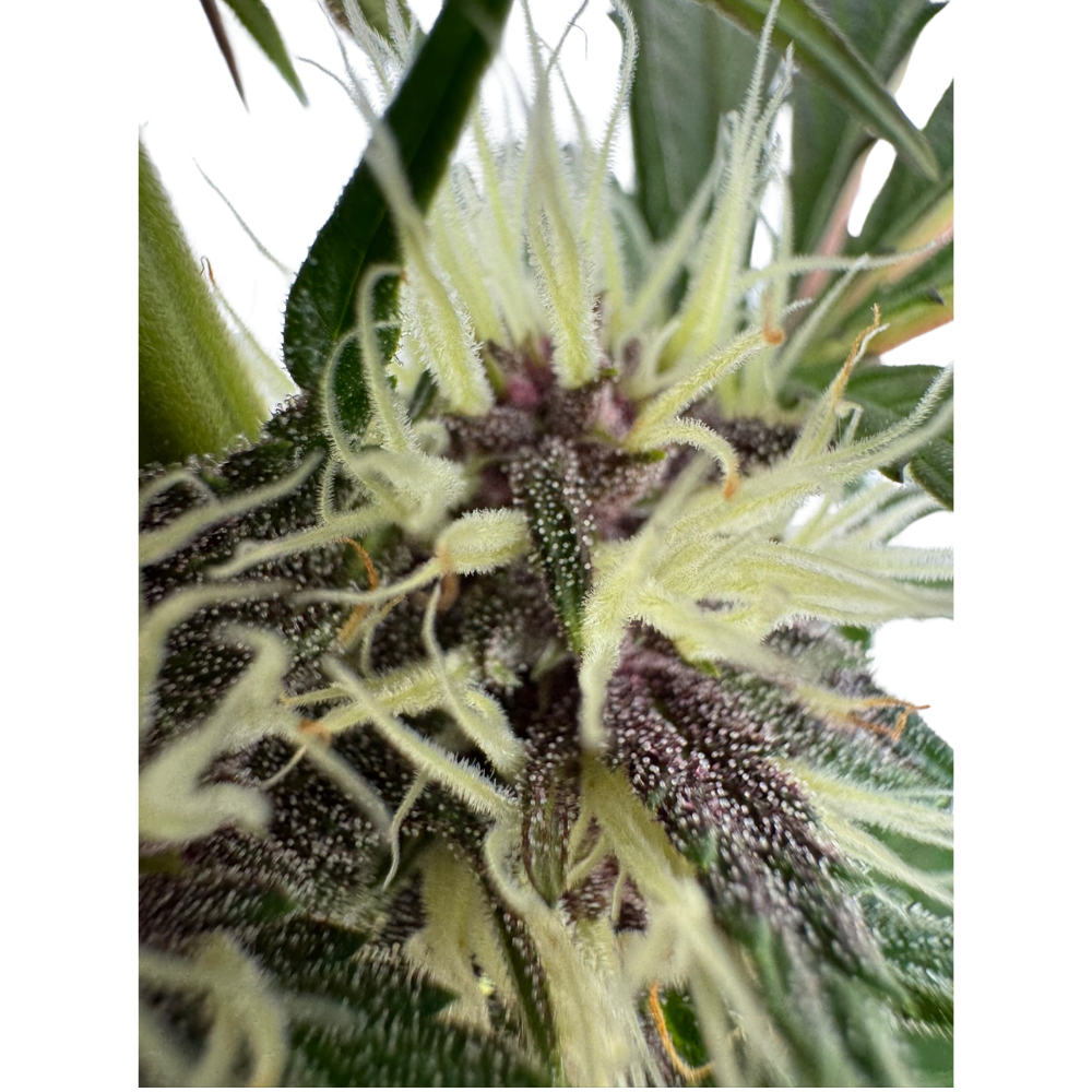 Mendo Breath x Guava Auto 3+1 - 420Strainz
