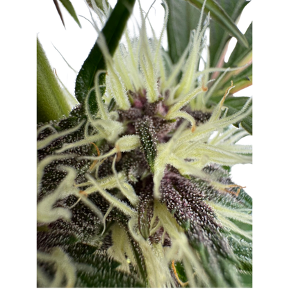 Mendo Breath x Guava Auto 3+1 - 420Strainz