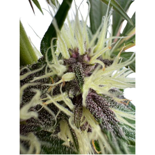 Mendo Breath x Guava Auto