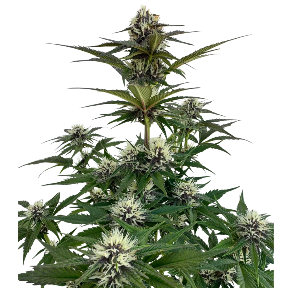 Mendo Breath x Guava Auto 3+1 - 420Strainz
