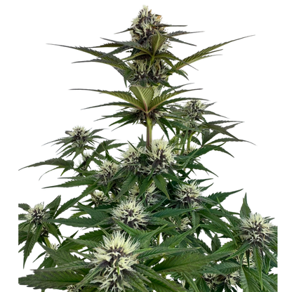 Mendo Breath x Guava Auto 3+1 - 420Strainz