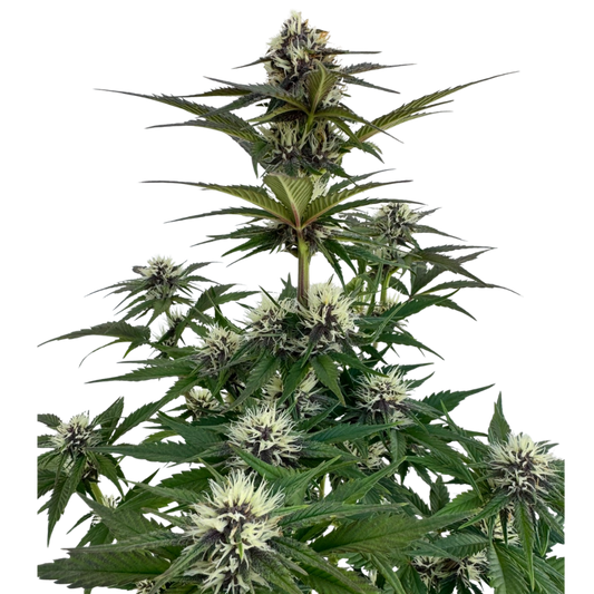 Mendo Breath x Guava Auto