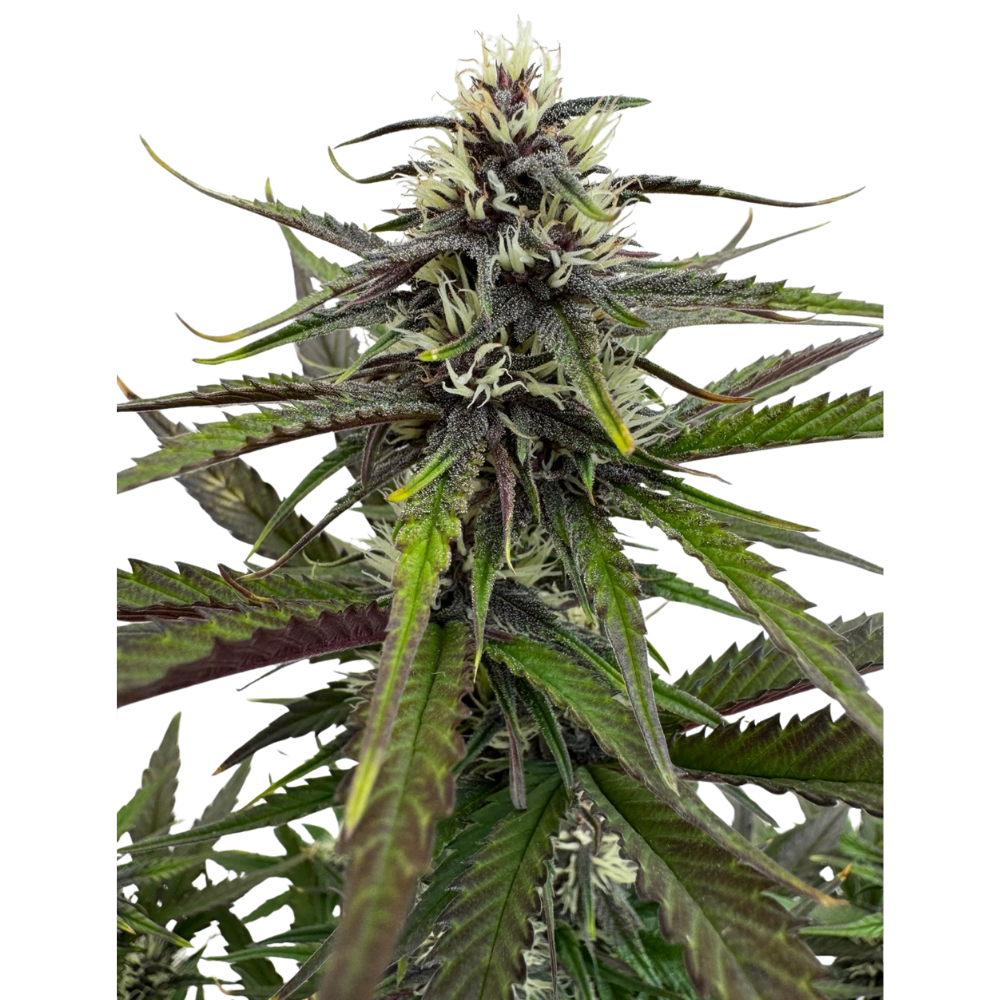 Mango Runtz x Guava Auto 3+1 - 420Strainz