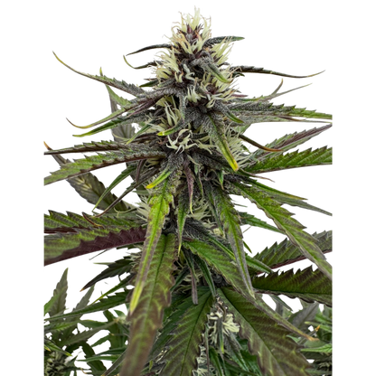 Mango Runtz x Guava Auto 3+1 - 420Strainz