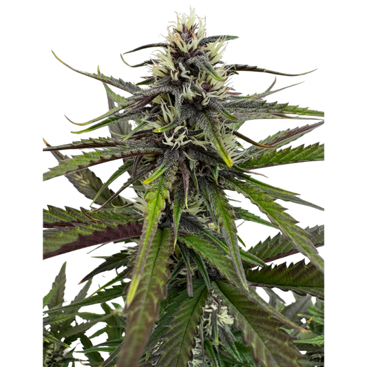 Mango Runtz x Guava Auto