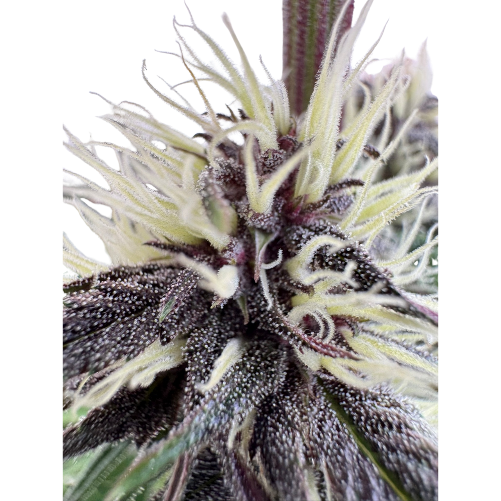 Mango Runtz x Guava Auto 3+1 - 420Strainz