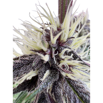 Mango Runtz x Guava Auto 3+1 - 420Strainz