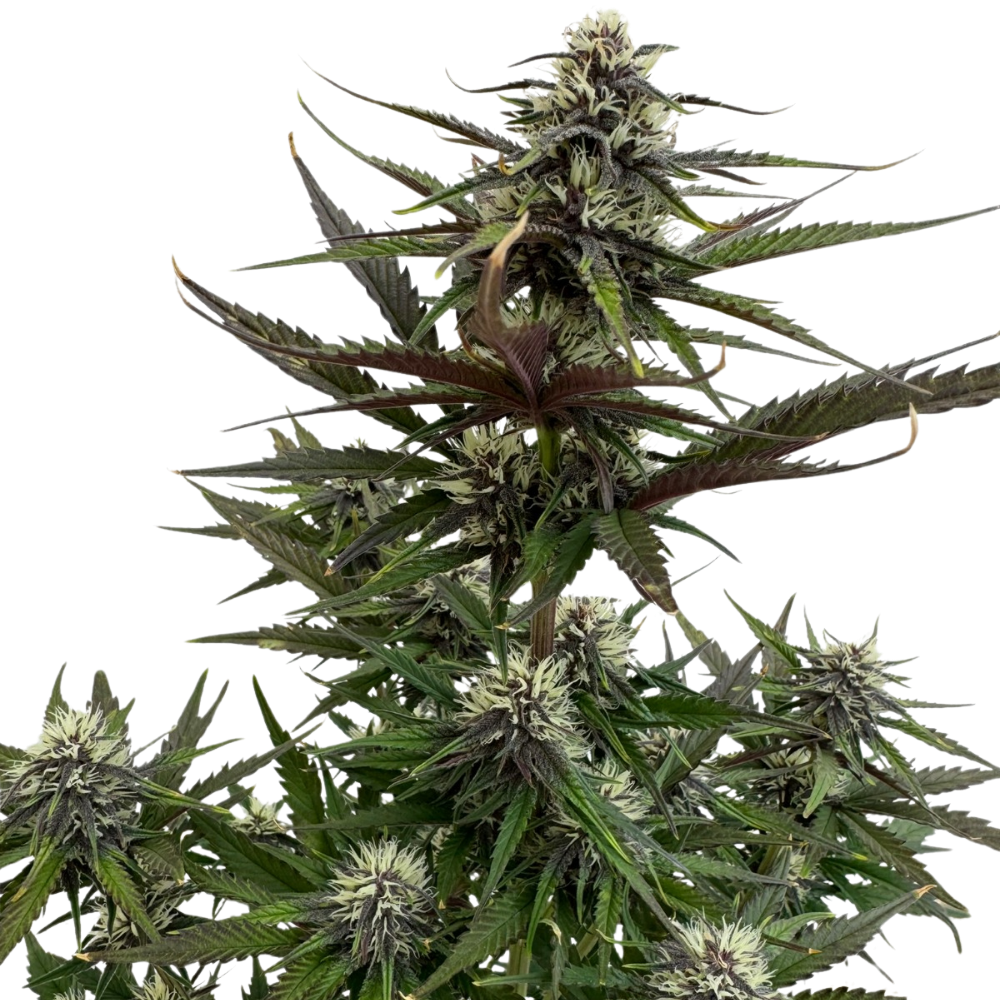 Mango Runtz x Guava Auto 3+1 - 420Strainz