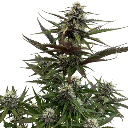Mango Runtz x Guava Auto 3+1 - 420Strainz