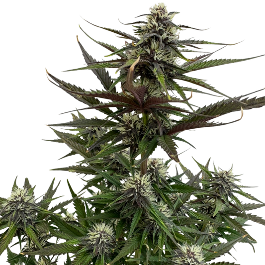 Mango Runtz x Guava Auto