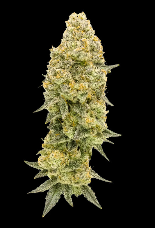 Fillmore Slim (Purple City Genetics)