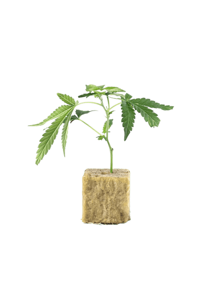 Permanent Marker - 420Strainz