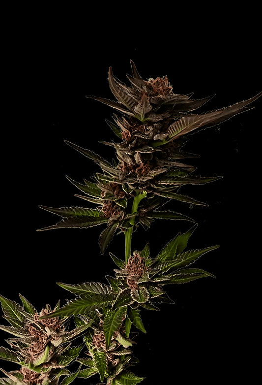 Forbidden_Fruit_2019_Spannabis_Cup_Winner_Cut als Beispiel für die Entwicklung aus einem Steckling