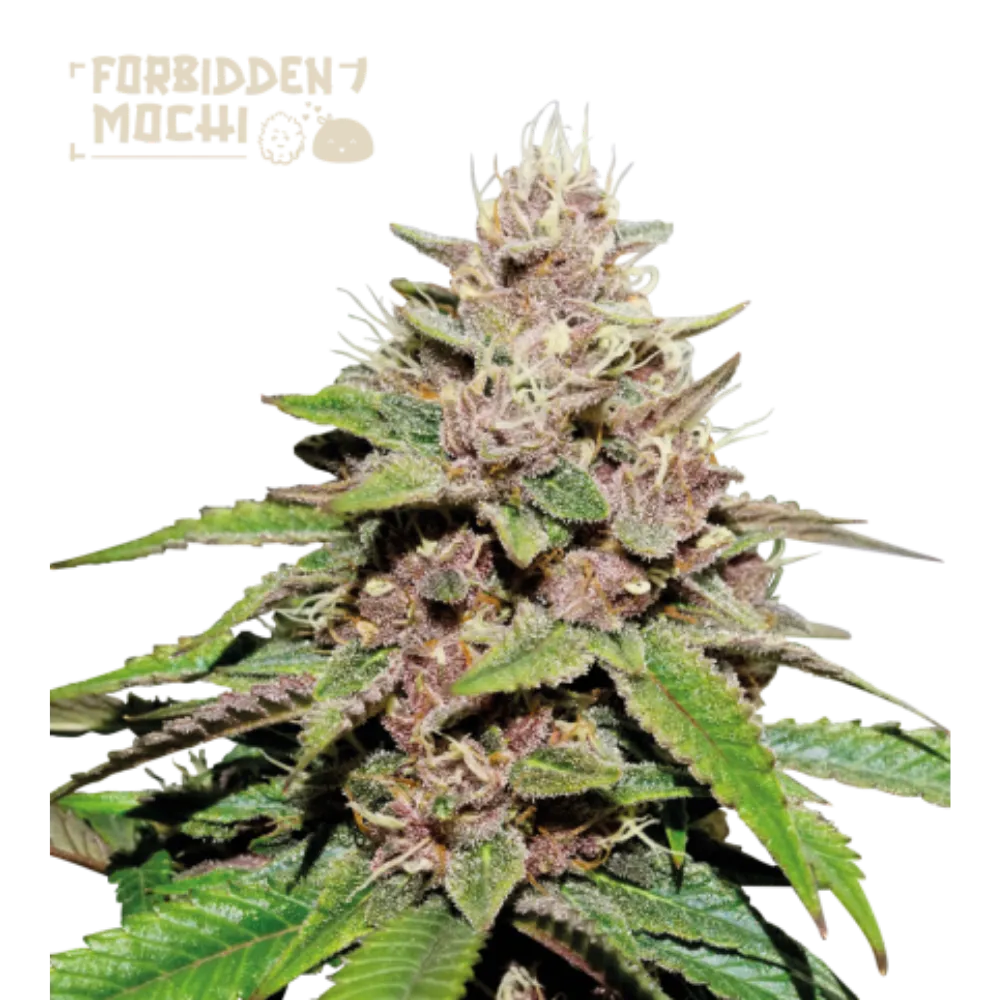 Forbidden Mochi Auto Hanfsamen - 420Strainz