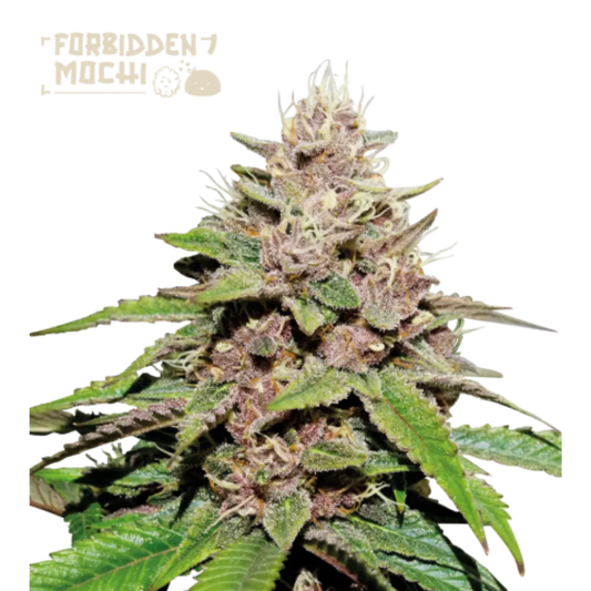 Forbidden Mochi Auto Hanfsamen - 420Strainz
