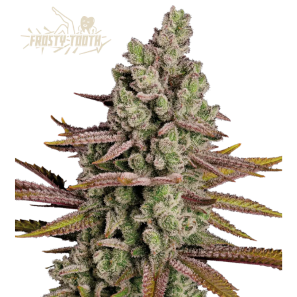 Frosty Tooth Hanfsamen - 420Strainz