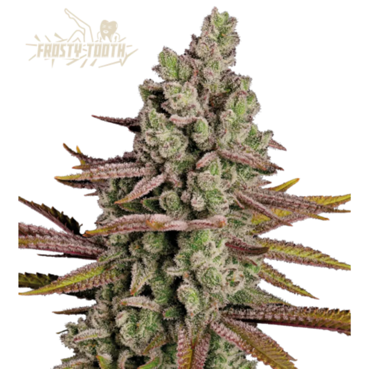 Frosty Tooth Hanfsamen - 420Strainz