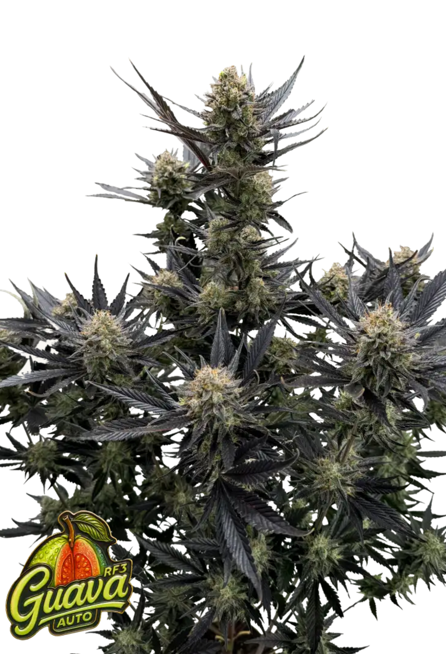 Guava Auto RF3 - 420Strainz