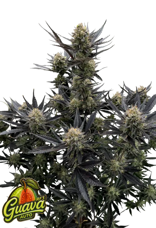 Guava Auto RF3 - 420Strainz