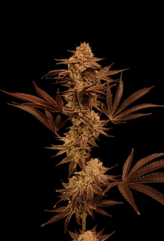 Hawaiian_Snow_Cone_Breeder_Cut als Beispiel für die Entwicklung aus einem Steckling