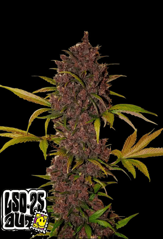 420Fastbuds LSD-25 Cannabispflanze mit violetten Buds und skunkigem Duft – psychedelisch wirkender Indica-Autoflower-Strain mit hohem THC