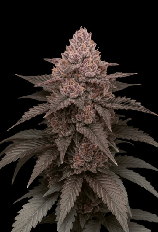 Lemon_Cherry_Gelato_x_Alien_Sherbert als Beispiel für die Entwicklung aus einem Steckling