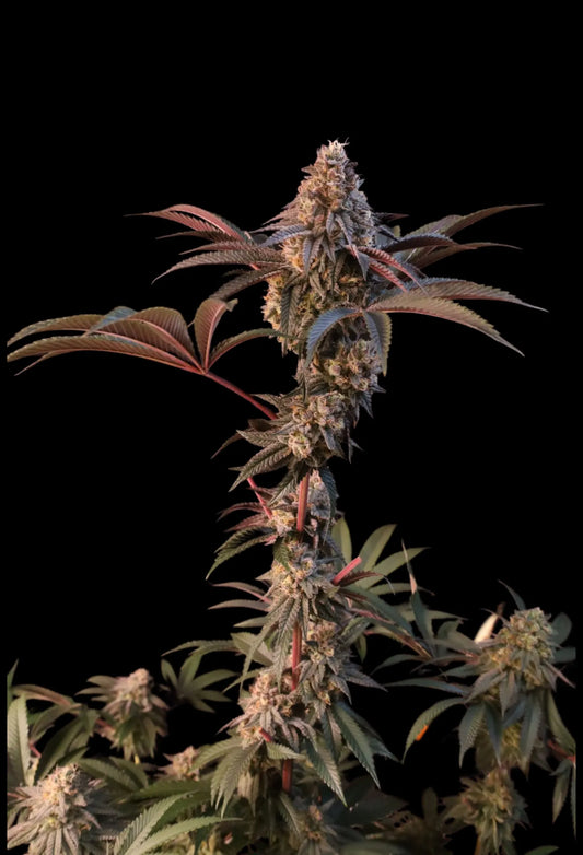 Lemon Cherry Runtz™