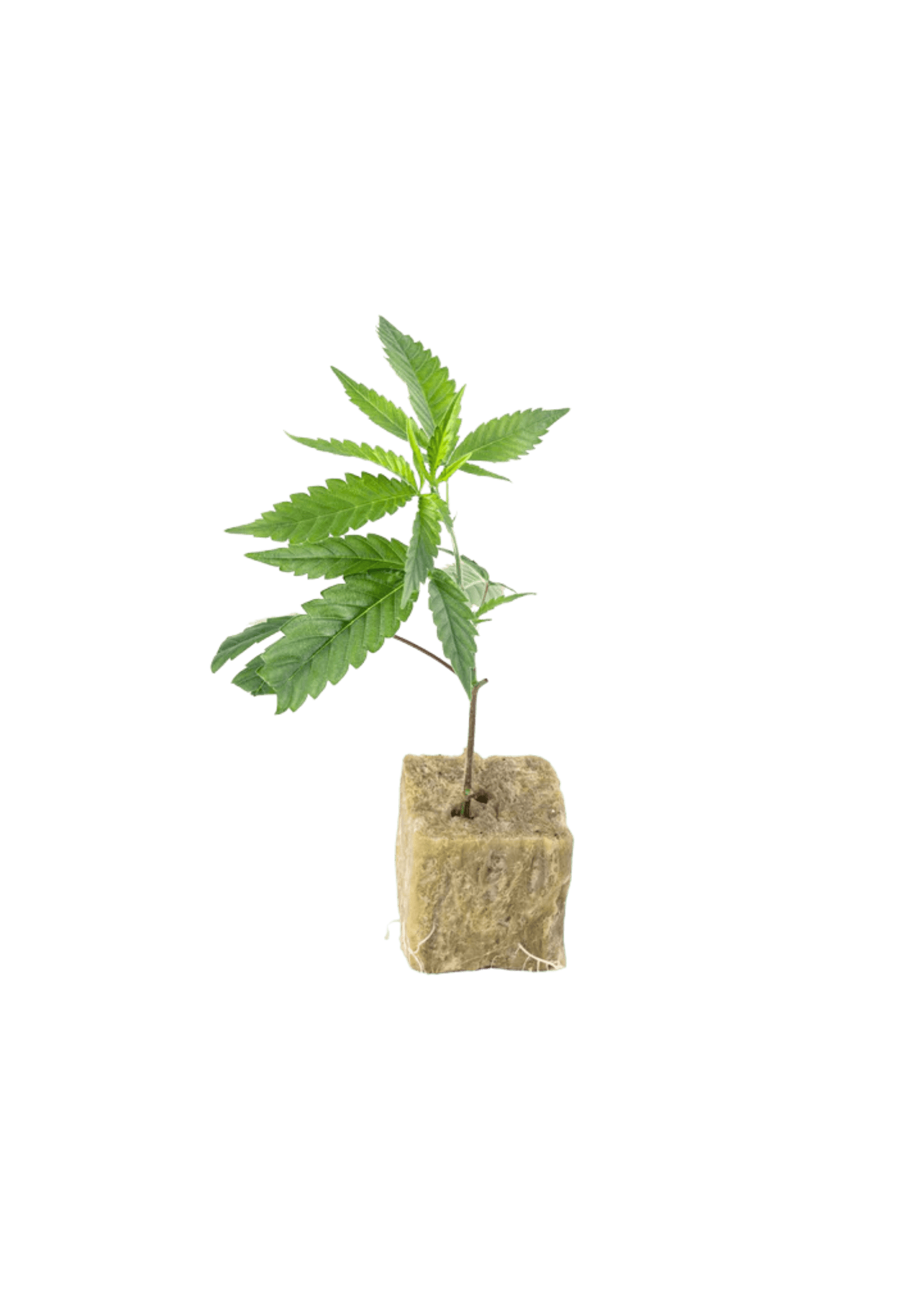 Melon Cheddar - 420Strainz