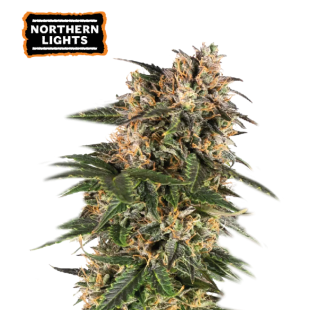 Northern Lights Auto Hanfsamen - 420Strainz