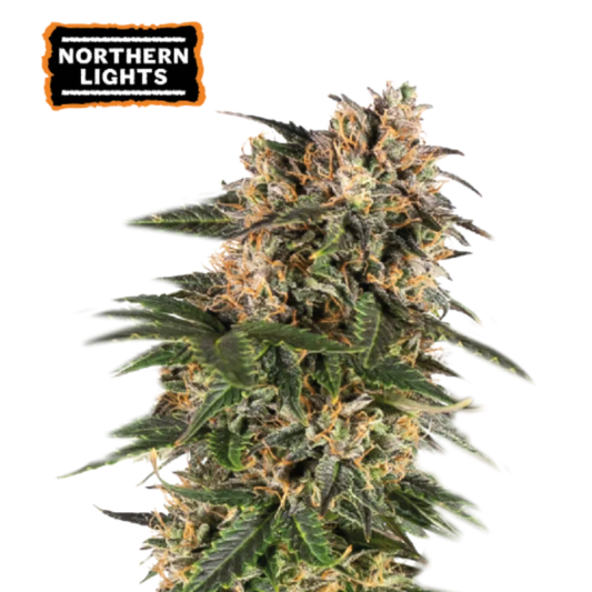 Northern Lights Auto Hanfsamen