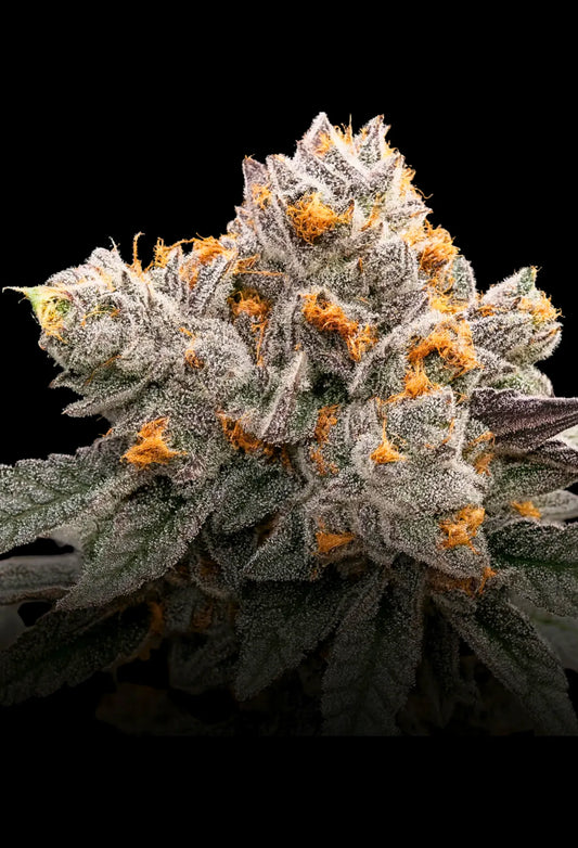 Permanent Chimera #35 Beleaf Cut (Seed Junky Collab)