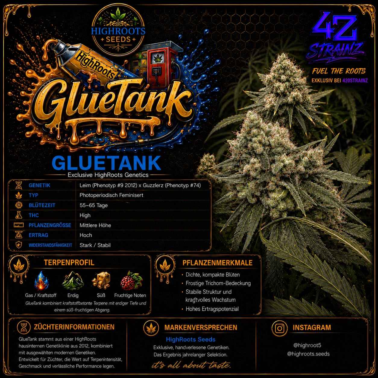GLUETANK – Exclusive HighRoots Genetics