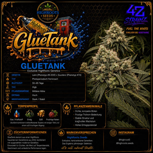 GLUETANK – Exclusive HighRoots Genetics