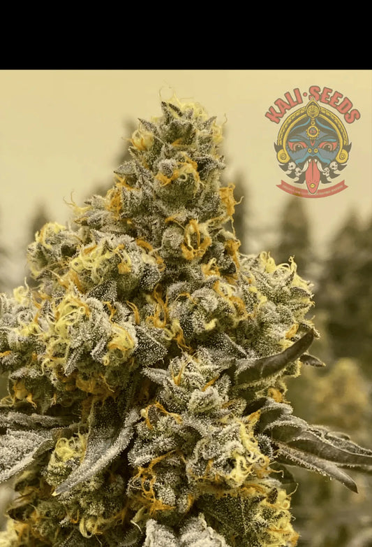 Peanut_Butter_Breath_x_Pure_Kush als Beispiel für die Entwicklung aus Samen