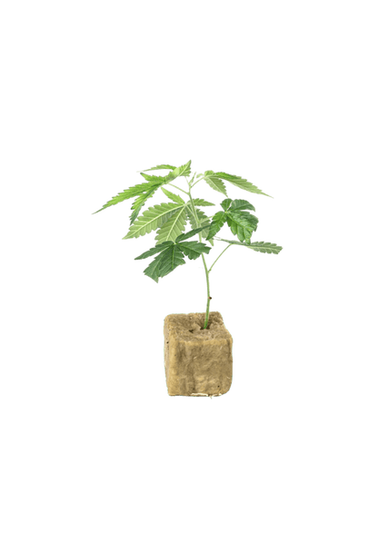 Pineapple Express - 420Strainz